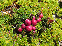 mountain-berry-berry